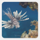 Search for danger stickers Swimming