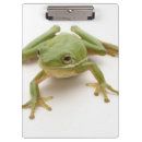 Recherche de grenouille porte blocs Nature