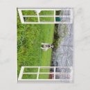 Search for plays postcards Animal