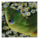 Recherche de geckos posters Gecko vert
