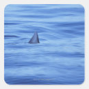 Search for swimming with sharks stickers Danger