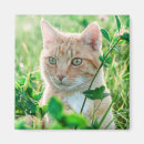 Search for green eyes magnets Cats