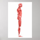 Search for leg muscle art Sartorius