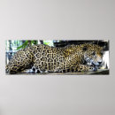 Search for leopard spots art Zoo