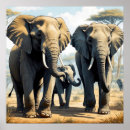 Search for unique elephant Jungle