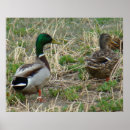 Recherche de canards sauvages posters Oiseaux aquatiques