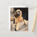 Recherche de humour golden retriever cartes postales Chiot