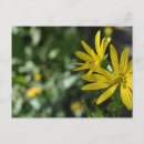 Search for flower petals postcards Daisies