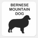 Recherche de bmd Chien de montagne bernois
