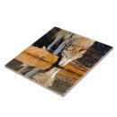 Recherche de mammifères carreaux Nature