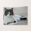 Search for black tuxedo cat puzzles Feline