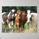 Recherche de friends forever posters Animaux