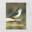 Search for jay vertical postcards Bird
