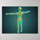 Recherche de veines posters Humain