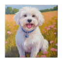 Search for maltese tiles Puppy