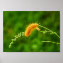 Recherche de chenille posters Photographie de la nature
