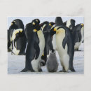 Recherche de pingouin antarctique cartes postales Hiver