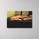 Recherche de boa constrictor Serpent