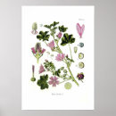 Recherche de malva posters Mallow