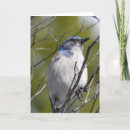 Search for bird perched on tree cards Nature