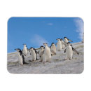 Search for flightless magnets Bird
