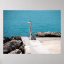 Search for great blue heron posters Ardea herodias