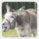 Search for animal nose stickers Mammal