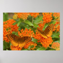 Search for milkweed butterfly posters Asclepias tuberosa