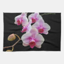 Recherche de phalaenopsis Nature