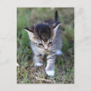 Recherche de katze Gato