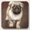 Recherche de carlins dessous de verres Chiot