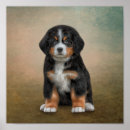 Search for bernese mountain dog puppy posters Breed