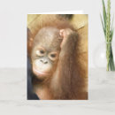 Search for orangutan cards Monkey