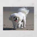 Search for pekingese dog cards Puppy