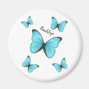 Search for morpho magnets Insect