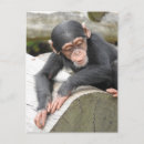 Search for chimp postcards Ape