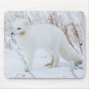 Search for arctic fox mousepads Danita delimont