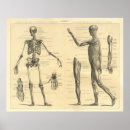 Recherche de anatomie pied posters Biologie