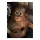 Search for orphans cards Wildlife