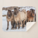 Search for icelandic horses blankets Ranch