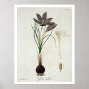 Search for saffron posters Plants