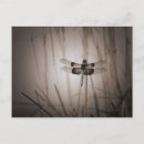Recherche de ailes libellule cartes postales Dragon
