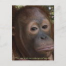Search for species postcards Jungle