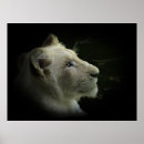 Recherche de lion blanc posters Chats sauvages