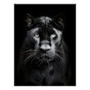 Search for black panther animal posters Black and white
