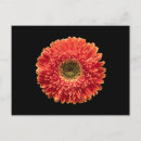 Search for orange gerbera postcards Nature