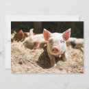 Search for piglets cards Farm animal