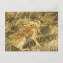 Search for profiling postcards Rabbit