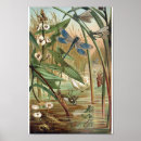 Search for dragonfly illustration posters Insect