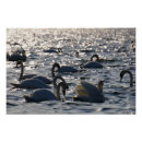 Recherche de vogel posters Nature